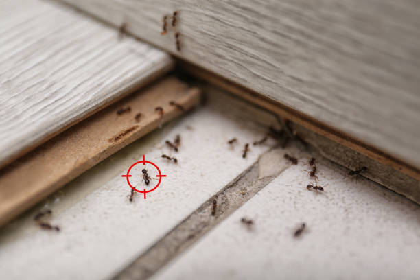 Best Cockroach Control Services  in Bradenton, FL