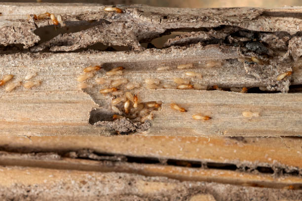 Bradenton, FL Pest Control Company