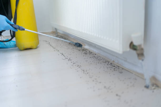 Best Termite Control Services  in Bradenton, FL